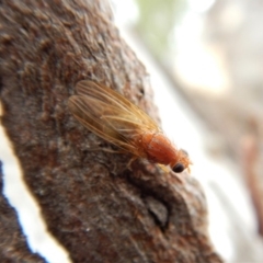 Lauxaniidae (family) at Cook, ACT - 25 Mar 2018