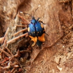 Cebysa leucotelus at Cook, ACT - 25 Mar 2018