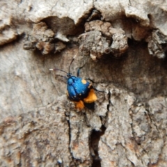 Cebysa leucotelus at Cook, ACT - 25 Mar 2018