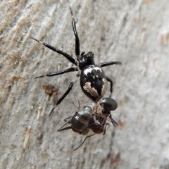 Euryopis splendens (Splendid tick spider) at Cook, ACT - 25 Mar 2018 by CathB
