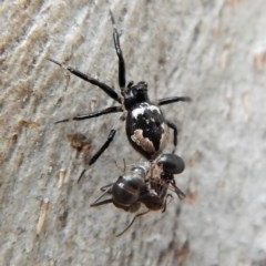 Euryopis splendens (Splendid tick spider) at Cook, ACT - 24 Mar 2018 by CathB