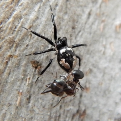 Euryopis splendens (Splendid tick spider) at Cook, ACT - 24 Mar 2018 by CathB