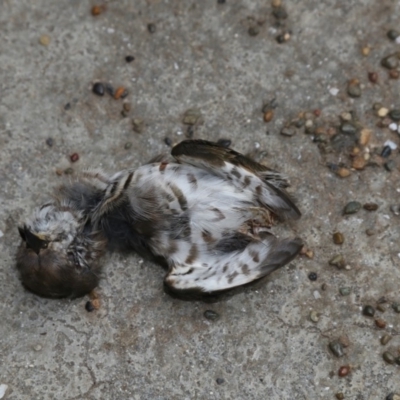 Chrysococcyx lucidus (Shining Bronze-Cuckoo) at Higgins, ACT - 25 Mar 2018 by Alison Milton