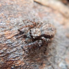 Servaea sp. (genus) (Unidentified Servaea jumping spider) at Cook, ACT - 24 Mar 2018 by CathB