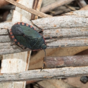 Notius depressus at Hawker, ACT - 25 Mar 2018 12:45 PM