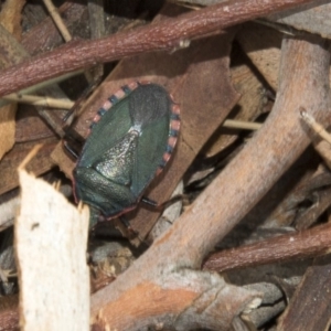 Notius depressus at Hawker, ACT - 25 Mar 2018