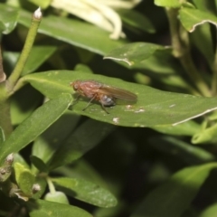 Lauxaniidae (family) (Unidentified lauxaniid fly) at Higgins, ACT - 20 Mar 2018 by Alison Milton