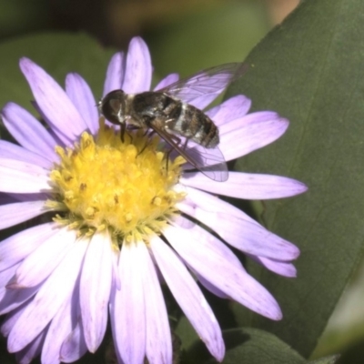 Villa sp. (genus) (Unidentified Villa bee fly) at Higgins, ACT - 27 Feb 2018 by Alison Milton