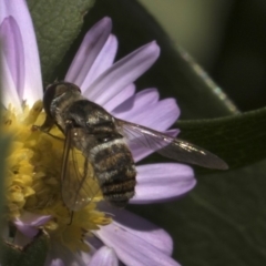 Villa sp. (genus) at Higgins, ACT - 27 Feb 2018