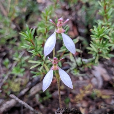 Eriochilus cucullatus (Parson's Bands) at Tennent, ACT - 25 Mar 2018 by NickWilson