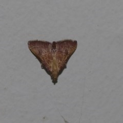 Endotricha pyrosalis (A Pyralid moth) at Higgins, ACT - 26 Dec 2017 by Alison Milton