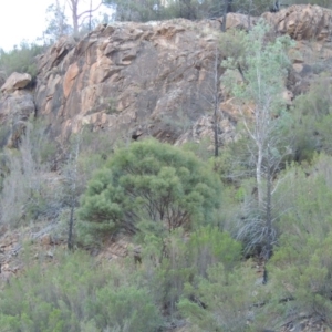 Acacia doratoxylon at Tennent, ACT - 8 Mar 2018