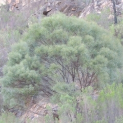 Acacia doratoxylon at Tennent, ACT - 8 Mar 2018