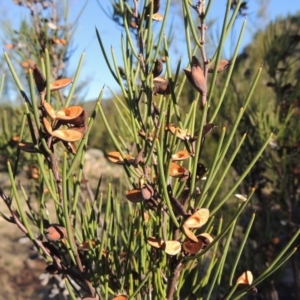 Hakea microcarpa at Tennent, ACT - 8 Mar 2018 06:38 PM