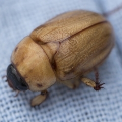 Cyclocephala signaticollis (Argentinian scarab) at Higgins, ACT - 26 Dec 2017 by Alison Milton