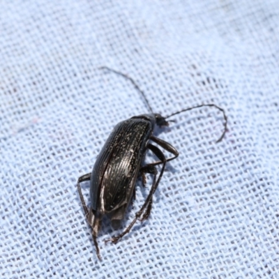 Tanychilus sp. (genus) (Comb-clawed beetle) at Higgins, ACT - 26 Dec 2017 by AlisonMilton