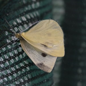 Pieris rapae at Higgins, ACT - 26 Dec 2017