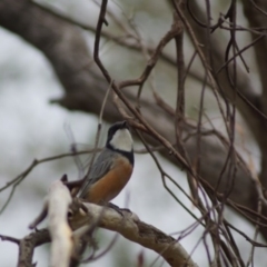 Pachycephala rufiventris (Rufous Whistler) at Cook, ACT - 25 Mar 2018 by Tammy