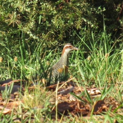 Gallirallus philippensis (Buff-banded Rail) at Watson Green Space - 17 Mar 2018 by KumikoCallaway