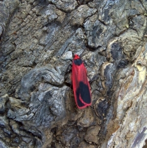 Scoliacma bicolora at O'Malley, ACT - 11 Mar 2012 10:10 AM