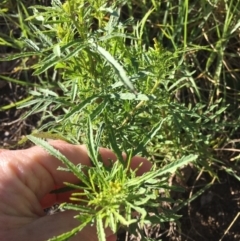 Tagetes minuta (Stinking Roger) at Wolumla, NSW - 26 Mar 2018 by PatriciaDaly