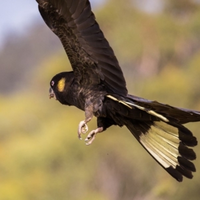 Zanda funerea (Yellow-tailed Black-Cockatoo) at Cotter River, ACT - 22 Mar 2018 by Jek