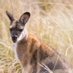 Notamacropus rufogriseus (Red-necked Wallaby) at Cotter River, ACT - 23 Mar 2018 by Jek