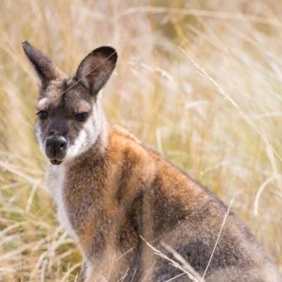 Notamacropus rufogriseus (Red-necked Wallaby) at Cotter River, ACT - 23 Mar 2018 by Jek