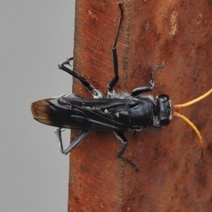 Fabriogenia sp. (genus) at Paddys River, ACT - 25 Mar 2018 09:38 AM