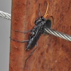 Fabriogenia sp. (genus) at Paddys River, ACT - 25 Mar 2018 09:38 AM