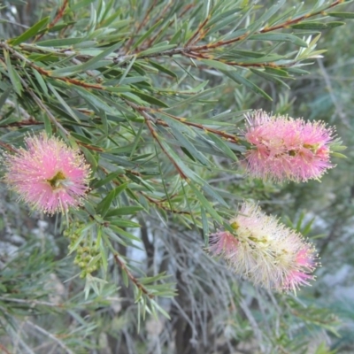 Callistemon sieberi (River Bottlebrush) at Tennent, ACT - 8 Mar 2018 by michaelb