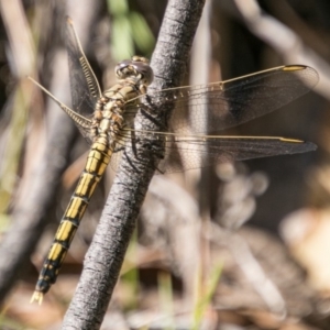 Orthetrum caledonicum at Booth, ACT - 12 Mar 2018 10:38 AM