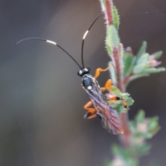 Ichneumonidae (family) (Unidentified ichneumon wasp) at Booth, ACT - 12 Mar 2018 by SWishart