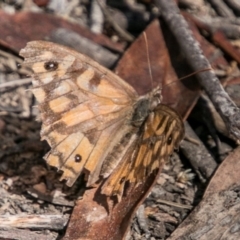 Geitoneura klugii (Marbled Xenica) at Booth, ACT - 12 Mar 2018 by SWishart