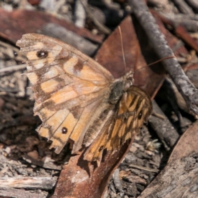 Geitoneura klugii (Marbled Xenica) at Booth, ACT - 12 Mar 2018 by SWishart