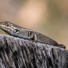 Liopholis whitii (White's Skink) at Booth, ACT - 12 Mar 2018 by SWishart