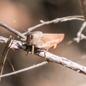 Goniaea sp. (genus) at Booth, ACT - 12 Mar 2018