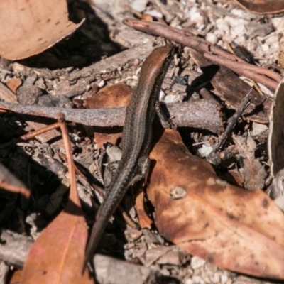 Lampropholis guichenoti (Common Garden Skink) at Booth, ACT - 12 Mar 2018 by SWishart
