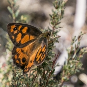 Heteronympha penelope at Booth, ACT - 12 Mar 2018 11:42 AM