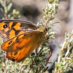 Heteronympha penelope at Booth, ACT - 12 Mar 2018 11:42 AM