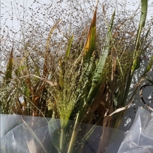 Panicum hillmanii at Gungahlin, ACT - 26 Mar 2018