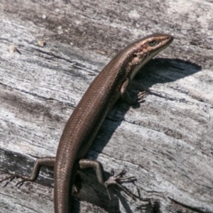 Pseudemoia entrecasteauxii at Booth, ACT - 12 Mar 2018 12:03 PM