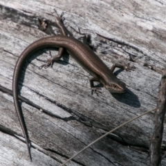 Pseudemoia entrecasteauxii at Booth, ACT - 12 Mar 2018 12:03 PM