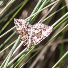 Chrysolarentia interruptata (Boxed Carpet Moth) at Booth, ACT - 12 Mar 2018 by SWishart