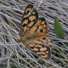 Heteronympha penelope (Shouldered Brown) at Booth, ACT - 12 Mar 2018 by SWishart