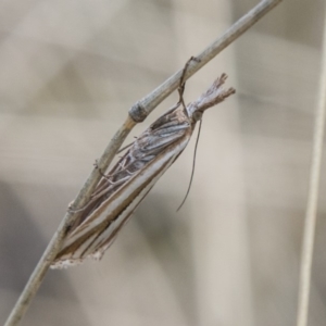 Hednota species near grammellus at Booth, ACT - 12 Mar 2018 01:13 PM