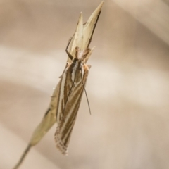 Hednota species near grammellus at Booth, ACT - 12 Mar 2018 01:13 PM