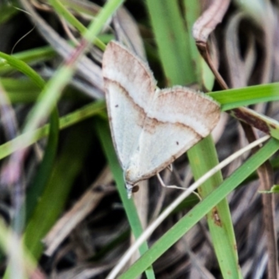 Anachloris subochraria (Golden Grass Carpet) at Booth, ACT - 12 Mar 2018 by SWishart