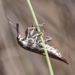 Rhinotia bidentata (Two-spot Rhinotia weevil) at Booth, ACT - 12 Mar 2018 by SWishart