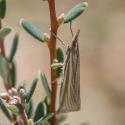 Hednota species near grammellus (Pyralid or snout moth) at Booth, ACT - 12 Mar 2018 by SWishart